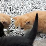 بيو-باويرنهوف هاتزباوير *