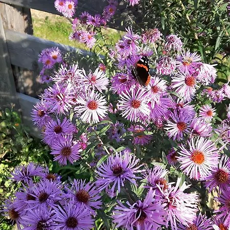 Bio-bauernhof Hatzbauer