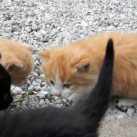 Bio-bauernhof Hatzbauer *