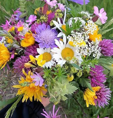 Bio-bauernhof Hatzbauer Farma Maria Alm am Steinernen Meer