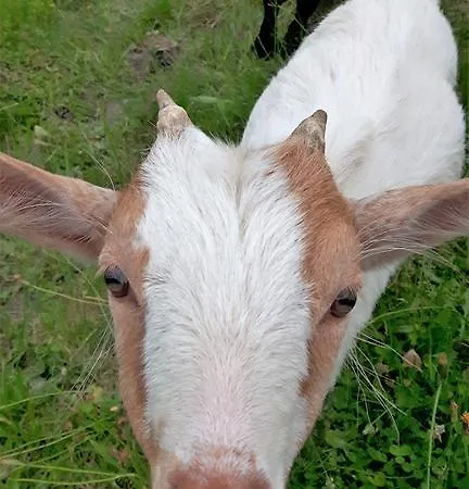 Farmház Bio-bauernhof Hatzbauer *